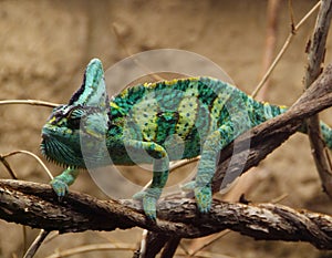 Green veilied chameleon