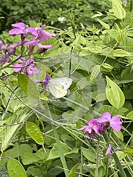 Green-veined butterfly on a flower photo