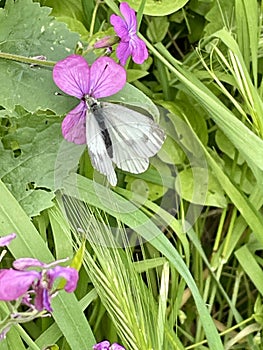 Green veined butterfly on a flower photo
