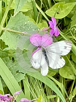 Green veined butterfly on a flower photo