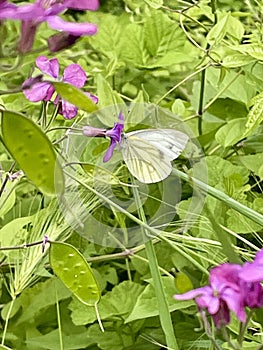 Green veined butterfly on flowers photo
