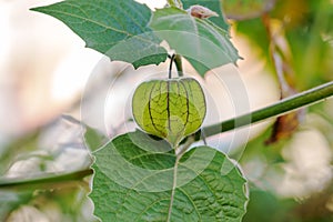Green veined fruit on a branch of Physalis minima