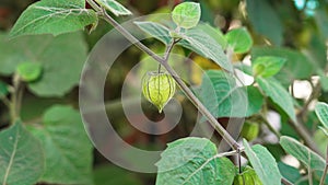 Green veined fruit on a branch of Physalis minima in the garden.