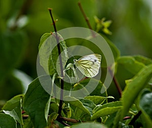 Green-veined White butterfly photo