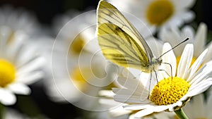 Green-veined white butterfly