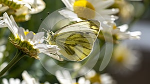 Green-veined white butterfly