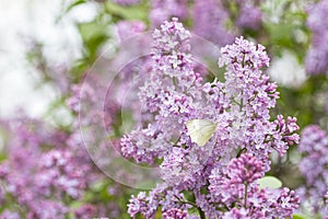 Green-veined white butterfly on lilac bush