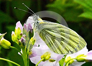 A Green-Veined White Butterfly - Pieris Napi