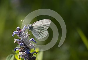 Green veined white butterfly