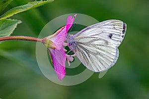 Green-veined White Butterfly - Pieris napi feeding on a woodland flower.