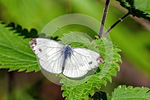 Green-veined White Butterfly - Pieris napi at rest with open wings. photo