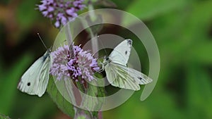 Green veined white butterflys gathering nectar from water mint flowers during summer in scotland.