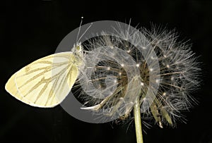 Green-veined White on Dandilion clock photo