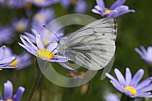 Green-veined White (Pieris napi) butterfly