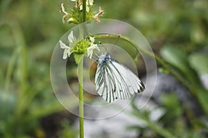 The green-veined white Pieris napi is a butterfly of the family Pieridae