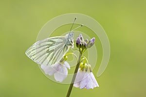 Green-veined white Pieris napi butterfly resting and feeding n