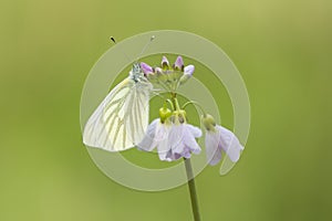 Green-veined white Pieris napi butterfly resting and feeding n