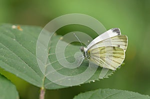 Green-veined white (Pieris napi) photo