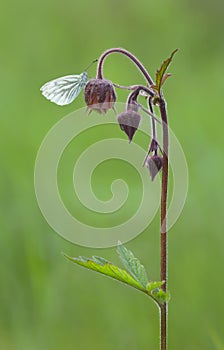 Green-veined white, Pieris napi resting on water avens, Geum rivale
