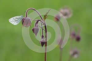 Green-veined white, Pieris napi resting on water avens, Geum rivale