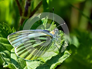 Green-veined White, Pieris napi - a species of day butterfly from the Bielinkow family Pieridae