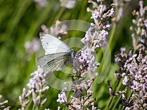 The green-veined white (Pieris napi) with the underside of hindwings pale yellow with the veins highlighted