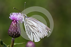 Green-veined white on a thistle flower photo