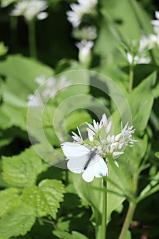 green-veined White on wild Garlic flowers photo