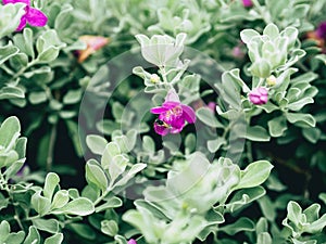 Green velvet bush with small purple flowers.