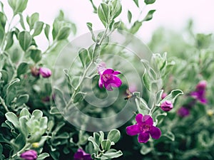 Green velvet bush with small purple flowers.