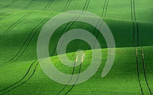 Green velvet. Green rolling hills of wheat that resemble corduroy with lines stretching into the distance. photo