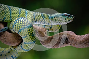 green venomous snake on the tree