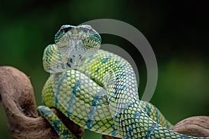 green venomous snake on the tree