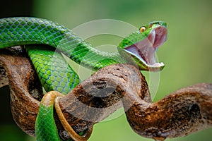 green venomous snake on the tree