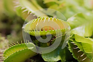 Green Venus flytrap, carnivorous plant