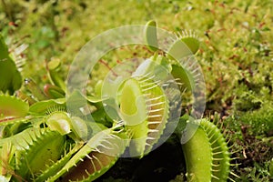 Green Venus flytrap, carnivorous plant