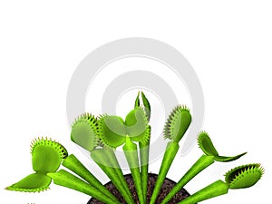 Green venus flytrap plant - closeup shot