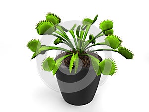 Green venus flytrap plant in a small black pot - isolated on white background