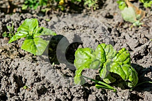 Green verdant basil transplants growing in the garden