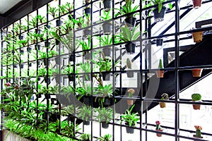 Green vertical garden. The garden has many green plant hanging on the steel frame. It can save energy and reduce pollution. Can be