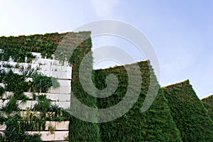 Green vertical living wall with root zone waste water treatment, exterior facade on modern building cooling with plants