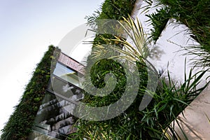 Green vertical living wall with root zone waste water treatment, exterior facade on modern building cooling with plants