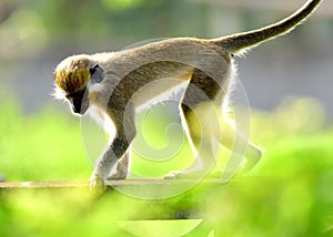 Green Vervet Monkey 2 photo