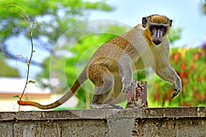 Green Vervet Monkey 3
