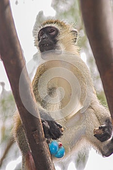 Green vervet monkey