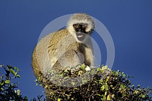 Green vervet monkey, Serengeti