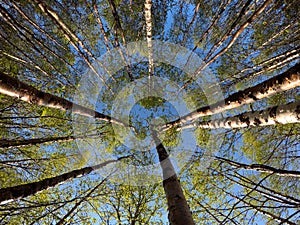 Green vibrant birch trees in summer sunshine