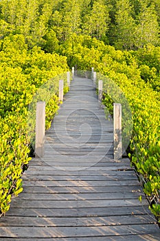 Green view of Mangrove forests, tropical and coastal forests