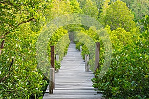 Green view of Mangrove forests, tropical and coastal forests