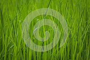 Green view of paddy rice field in Sekinchan Selangor